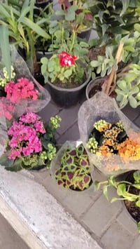 ديكور منزلي • زينة حديقة