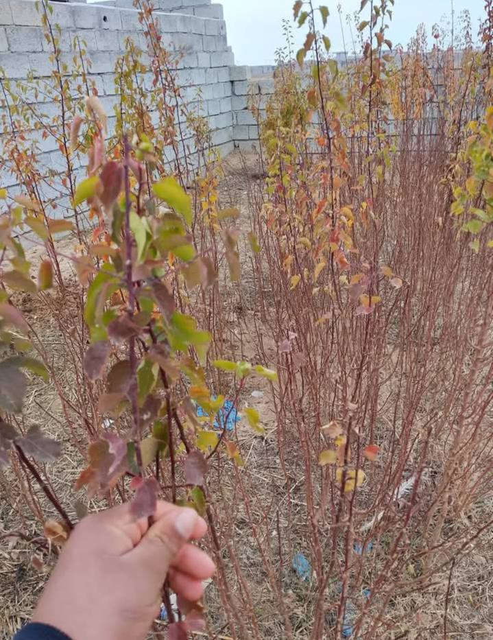 سلام عليكم  يوجد شتال مشمش 
السعر الشتله 1500
الاستفسار على هذا الرقم ***********
