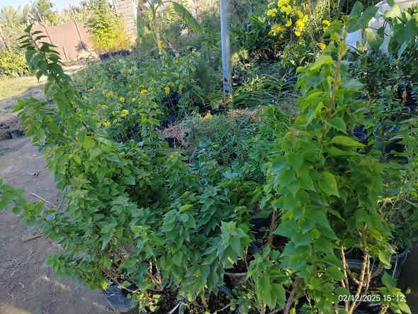 شجرة الجهنمية القَـزَمة الشجيرية – ديكور حدائق رائع بسعر 5000 فقط! 🌿

هل تريد نبتة قوية، مزهرة، وتضيف جمال فوري لحديقتك أو مدخل البيت؟
الجهنمية القزمة الشجيرية خيارك المثالي!

✨ المميزات:

🌸 إزهار غزير وطويل يستمر أغلب أشهر السنة.

🌿 نمو شجيري قَصير مناسب للأحواض، مداخل البيوت، والحدائق الصغيرة.

☀️ عاشقة للشمس وتتحمل الحرارة العالية جدًا.

💧 قليلة المتطلبات: لا تحتاج سقي كثير وتعيش بسهولة.

🎨 ألوان اصفر جميل و تضيف لمسة زينة مميزة.

💪 نبتة قوية وسريعة التكيف مع أجواء العراق.

💵 السعر: فقط 5000 دينار

للتواصل (*********** /***********)

 موقع المشتل ( الحساوية مجاور ملعب الشعب)

وقت العمل العصر فقط من الساعة 3 الى اذان المغرب
بأدارة محمد عماد 
📍
