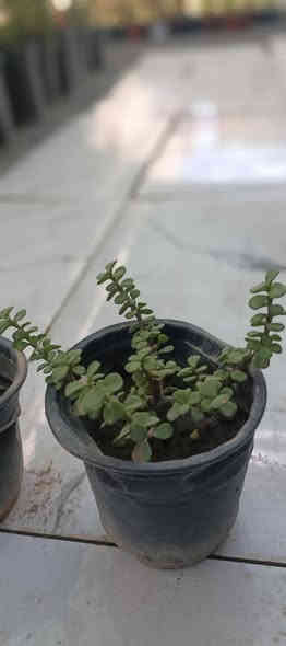 عرض اليوم يم مـشـتـل دومـيـز ☁🔥
النبتات الي داخل المنشور القطعه ب750 بس 🩷✨ والكميه خير من الله 🔥🖤
شكراً لاختياركم #مشتل_دوميز نقدم لكم كل ما تاحتاجونه 🩵
جـمـال حـديـقـتـك🖤 يـبـداء مـن مـشـتـل دومـيـز🌳
♦#....بيش يبيعون اني ارخص.منهم💪
♦ العرض مستمر لحين.انتهاء الكميه💥💥💥💥
          💞#مشتل_دوميز💞
♦موصل الايسر •حي الساهرون
♦🔥🖤━شارع_✘✘_المولدات━🩵🔥
       موصل الايسر #حي_الساهرون شارع المولدات
♦✧════•❁❀❁•════✧
للحجز والاستفسار واتساب فايبر
♦***********
✧════•❁❀❁•════✧
متوفر توصيل داخل #الموصل_الحبيبه🩵🫂
♦***********واتساب فقط

#مشتل_دوميز #نباتات_منزلية #نباتات_داخلية #تجهيزات_زرع #نباتات_الموصل #ديكور_نباتي #عشاق_النباتات #نباتات_ظل #نباتات_زينة #موصلنا_خضرا #نباتات_للبيت #تنسيق_نباتات #هدايا_خضراء #نباتات_وعناية #AL_MOSUL @إشارة
