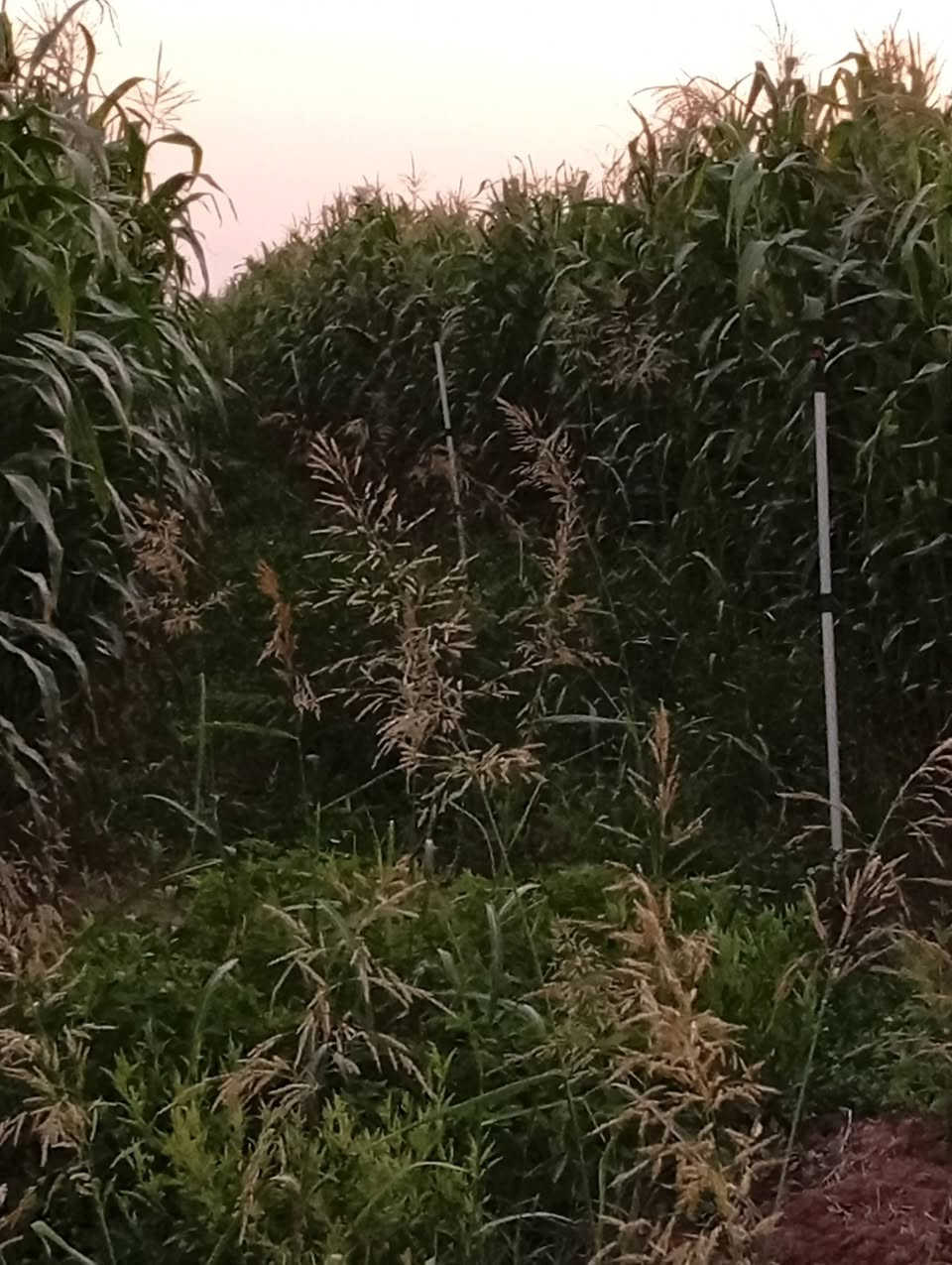 يوجد بذور صفره محليه (حكوميه)ارتفاع 3.5 الى 4 متر  كما موضح في الصور تطولتين يالله تنسگي المكان المنزله والسعر اتصل وتدلل ***********
