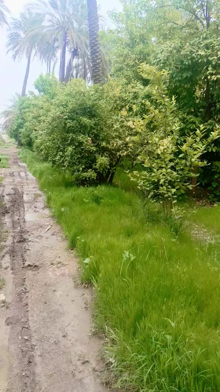 في وسط الطبيعة الخلابة وبين هدير العصافير والرحيق اللطيف ومجاوِر  نهر دجلة  ..🌱🏞️
تخلّص من الزحمة واختناق الشوارع وفوضى الحياة ..
وامتلك بستان جميل يعيدك للحياة 🌱
سجل دونم باسمك بستان كامل مع كل هذا الخضار والراحة النفسية وهدوء المكان واسس بنيان العمر يصلح مزرعة وشاليه 
(( ملك صرف)) على طابو الكاظمية يبعد فقط ٥ كيلو عن جسر المثنى والسبع ابكار 
📌 الموقع بغداد  التاجي قريب من سيطرة الفلاحات 🛣️
تأخذ بستان كامل شامل تبليط وكهرباء وخدمات 💦🌱

سعر الدونم 230 مليون 
سعر 500 متر  ب85 مليون 
كذلك سعر 1500 متر مع بيت 315 مليون يبعد أمتار عن النهر 
سعر 1000 م ب 125 مليون 
طبعا مع مجال بسيط 
توجد عروض حسب الرغبة كذلك 
 ما عليك سوى تتصل والباقي علية

*********** واتساب 📱
***********
