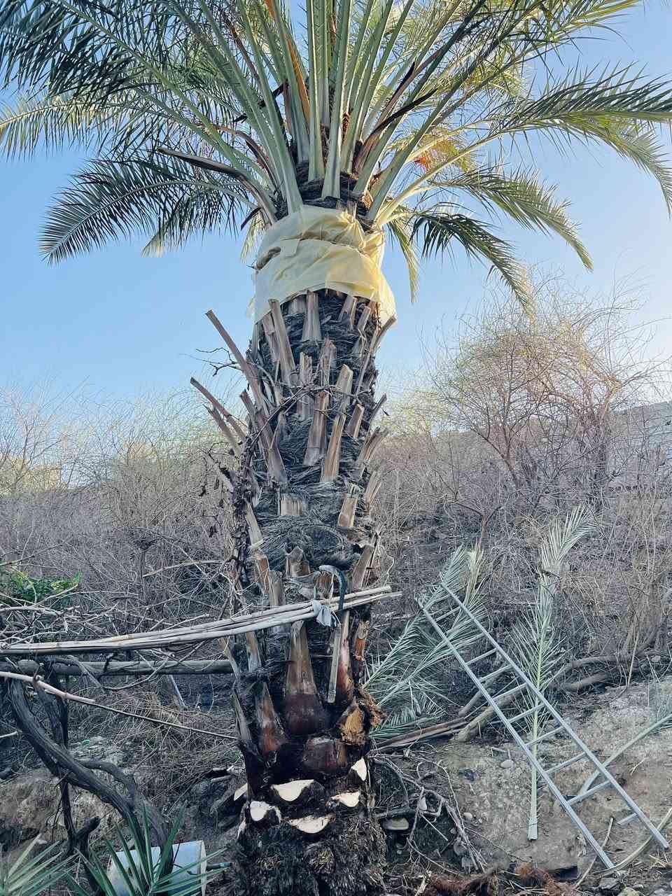 عمل اليوم في ناحية الزاب بتاريخ 12/2/2017 الثلاثاء
يم الأخ اثير الياسين العليان 
الشغل هوا يقيم نفسو
قلع الفسائل و تكريب و تنضيف العناكيد القديمة و الأشواك 
اتصل وتدلل
للأتصال ***********
#تكريب
#تكريب_النخيل
#تكريب_وتنضيف_النخيل
