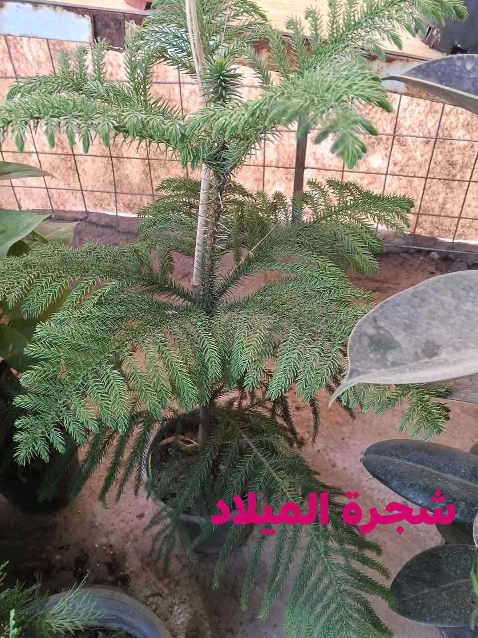 يا الله


**إذا كنت صاحب هذا الإعلان وتريد حذفه لأي سبب، رجاءا أرسل رسالة إلى الدعم الفني**