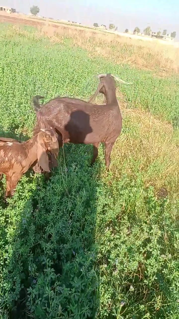 سلام عليكم 
عنز توامه درجه اولى إم ثالث بطن ماخذه فحل من تيس درجه اولى للبيع الشراي يتصل ***********
