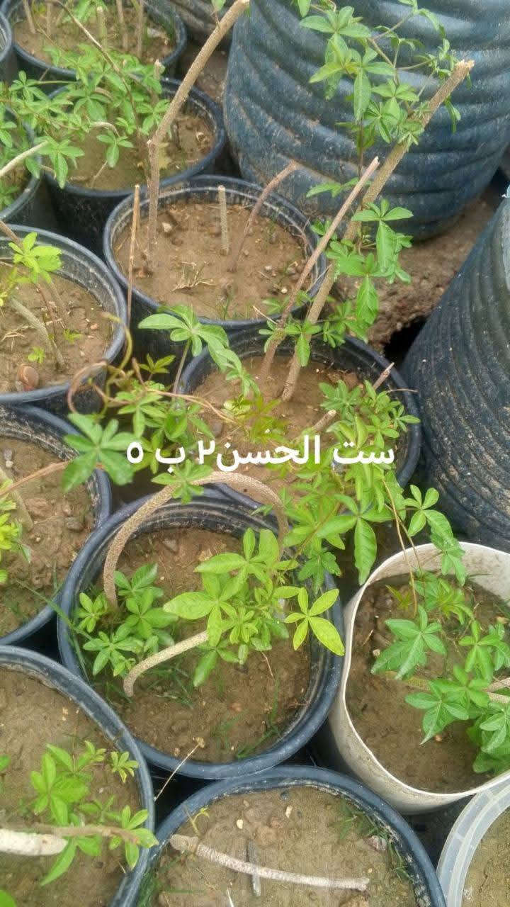 يوجد توصيل داخل بغداد بعض المناطق 🌿🚘🍀🌿🌿🌿🚘


**إذا كنت صاحب هذا الإعلان وتريد حذفه لأي سبب، رجاءا أرسل رسالة إلى الدعم الفني**
