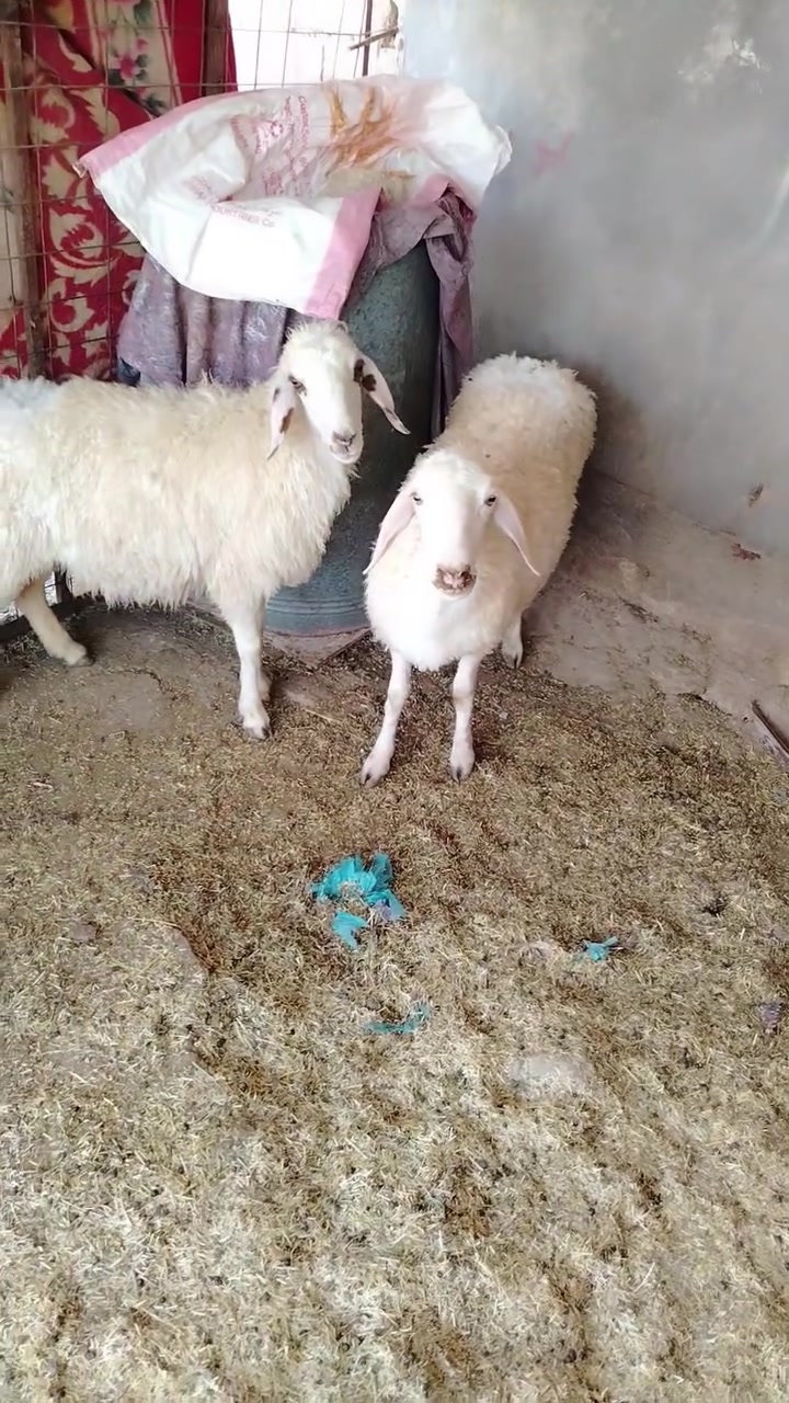 متاح زوج ثنايه اول ثاني بطن كرح نعاج مال جنيه محنيات ظاله شهر  نصاح ع كل عيب سعر خاص رقم الموبايل *********** مكانه حديثه  بروانه خاص مفتوح
