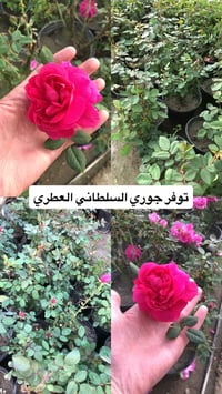 مشتل ابو علي الفراجي • ورود وحمضيات • سلمان باك