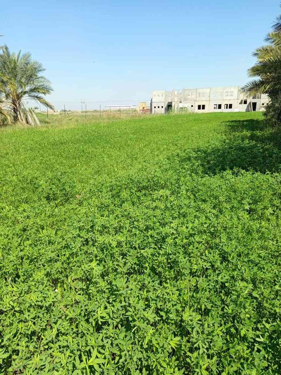 برسيم البيع 3دونم ونص حش قضاء النصر طريق الدوايه
بيع شلع
***********
