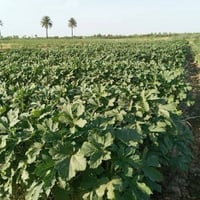 بذور بانيه متعهد بها كافه الشروط 07853762736