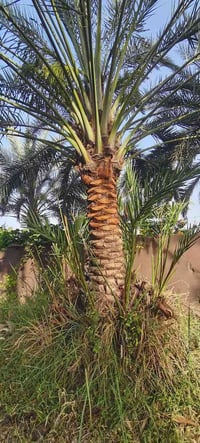 متـــــوفــــر فسائل بربن سعر الفسيل ب 30 الف 07734034320