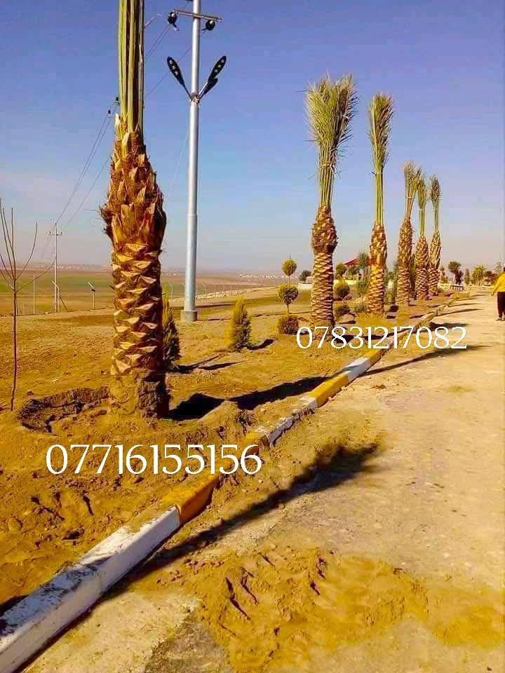 🌴 استثمر في الزراعة الذكية مع أفضل أنواع الفسائل! 🌴
*********** هل تطمح لتطوير مزارعك بمواصفات عالمية؟ ✅ نحن نوفر لك فسائل نادرة وجودة لا تُضاهى لتضمن نجاح مشروعك الزراعي.

🔸 فسائلنا المميزة تشمل:

خستاوي 🌱 | بريم 🌴 | عمران 🌿
تبرزل 🌳 | مكتوم 🌴 | جمالي 🍃
اشرصي 🌴 | بربن 🌿 | حمراوي 🌴
شكر 🌾 | شوثي أصفر 🌻
✨ لماذا نحن خيارك الأفضل؟

جودة مضمونة بتوثيق أمهات معتمدة.
نوفر كافة الأحجام حسب الطلب.
توصيل سريع وآمن لكل محافظات العراق 🚚.
خدمة مخصصة للمزارع، المشاتل، والدوائر الرسمية.
📞 للطلب أو الاستفسار:
اتصل على***********📱 *********** يتوفر واتساب 
📞 
📲 ***********
📞
متابعه لصفحه فضلا وليس امرإ
✨ استثمر اليوم وحقق أفضل العوائد!
تواصل معنا الآن عبر الصفحة أو الأرقام المذكورة، واجعل مشروعك الزراعي بداية نجاحك. 🌟
