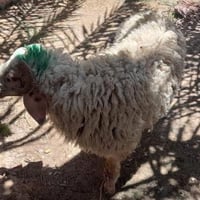 طليان • ١٤ • ميسان حي لحسين