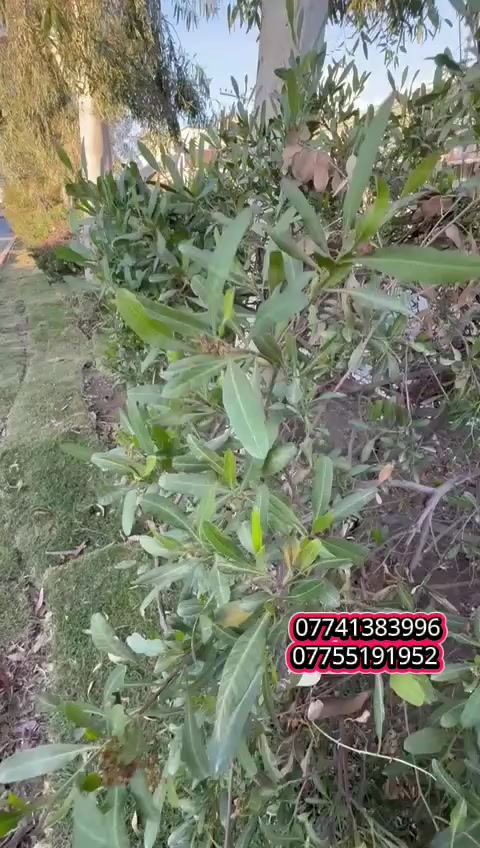 #مكتب_اليقين_للعقارات_كركوك 
🔰#قطعة_للبيع_كركوك_حي_اسرئ_مفقودين)
🔰#الموقع/(قرب جامع العدل)
🔰#مساحه/(125م)
🔰#عدد_الطوابق/()
🔰#نوع_العقار/(طابو صرف)
🔰#عمر_البناء/()
🔰#السعر/(100)  مليون بي مجال بسيط
➖➖➖➖➖➖➖➖➖
✅تواصل على الرابط الواتساب✅
https://wa.me/+9647741383996
https://wa.me/+9647755191952
➖➖➖➖➖➖➖➖➖
اتصال على الارقام التالية
📞***********   استاذ محمد 
📞***********   استاذ قيس
➖➖➖➖➖➖➖➖➖
#عقارات_كركوك
#بيت_للبيع_كركوك_حي_بدر
#اخبار_كركوك_اليوم
#بيت_للبيع_كركوك
#قطعة_للبيع_كركوك
#دار_للبيع_كركوك
#كركوك
#محافظة_كركوك
#الكل
