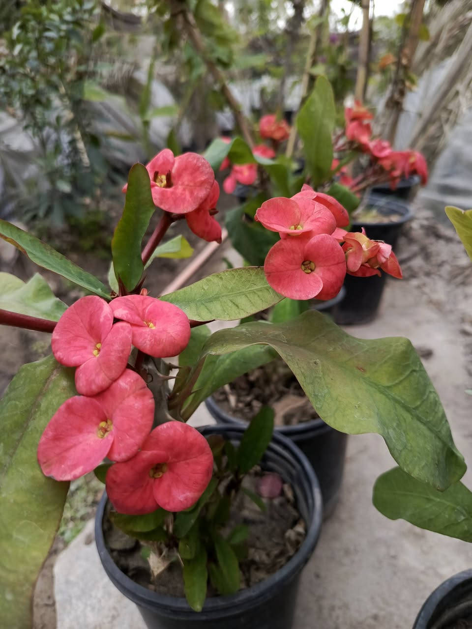 متوفرة شتلات متنوعه 
للحجز والطلب يرجى المراسلة 
توصيل فقط المسيب __كربلاء___حله___بغداد


**إذا كنت صاحب هذا الإعلان وتريد حذفه لأي سبب، رجاءا أرسل رسالة إلى الدعم الفني**