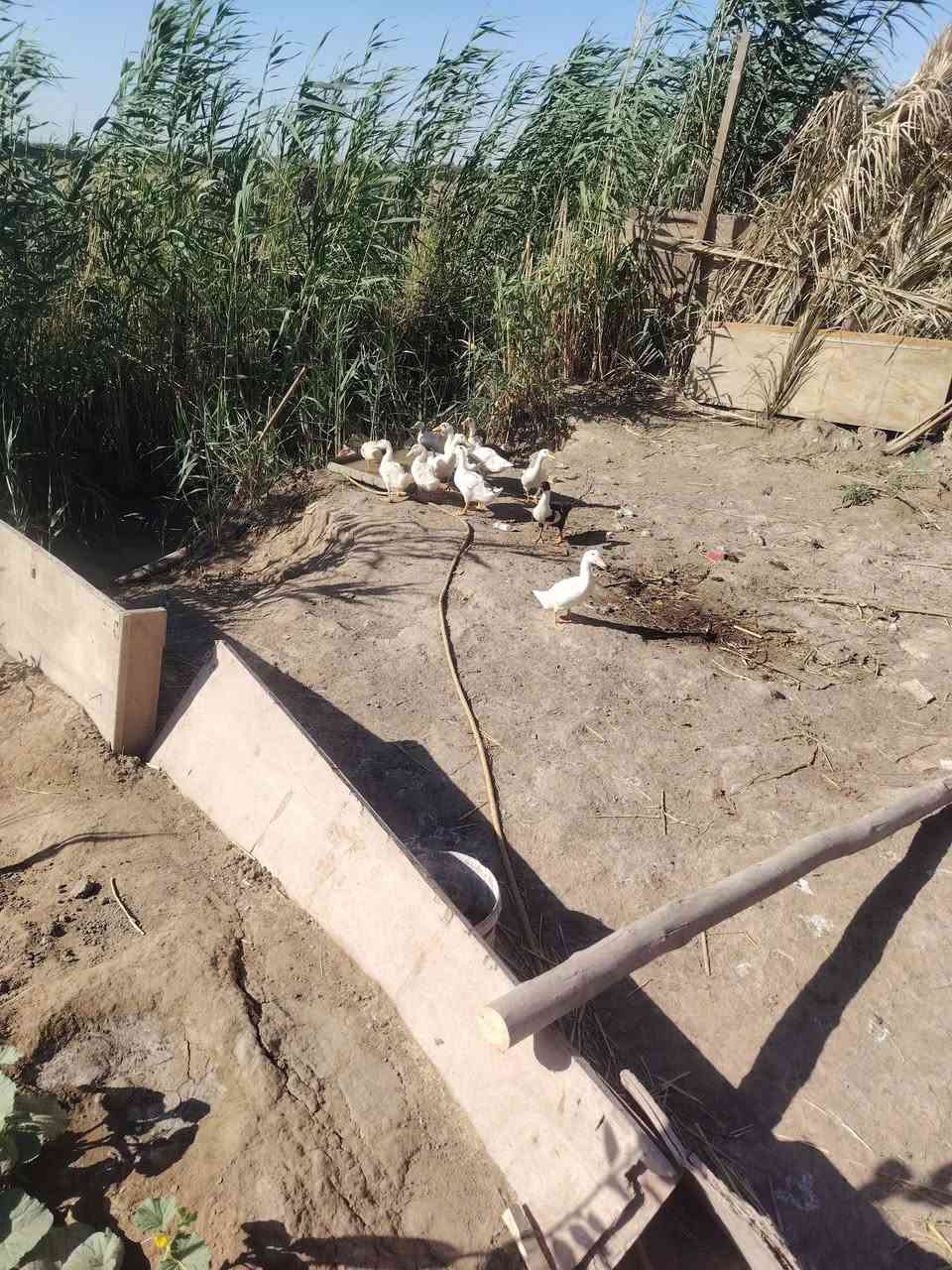 خضيري للبيع الزوج ب٩الشراي يراسلني


**إذا كنت صاحب هذا الإعلان وتريد حذفه لأي سبب، رجاءا أرسل رسالة إلى الدعم الفني**
