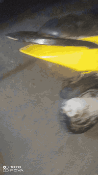 السلام عليكم ورحمة الله وبركاته مرخصت الادمن دراجه ماكس كامله مكمله دراجه خير من الله كهربائيات سلف و هندر دراجه تخبل بس يراد غسله زينه للاستفسار ***********و مازنجر و واتساب موجود مكاني بغداد الدوره ابو دشير السعر 350
