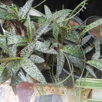 نباتات كبيره • الصالون • اظافر العروس