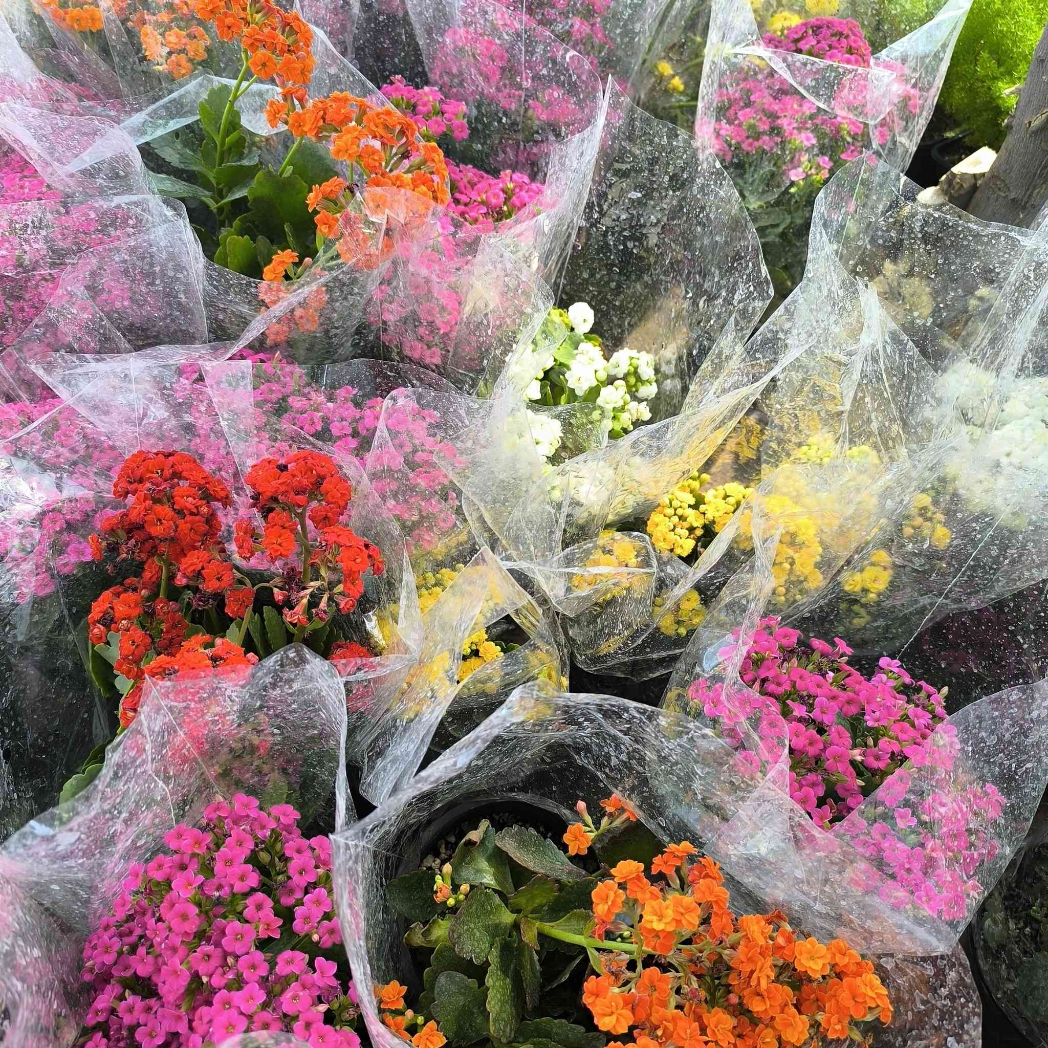 السلام عليكم ..
رمضان كريم عليكم .🙏🏼🙏🏼. وجمعه مباركه عليكم ...
وصول وجبه جديده من الورد والفواكه والزينه
تفاح شرابي 🍏
تفاح ابراهيمي 
عنب حجم كبير حلواني 
مشمش مطعم حجم كبير 
اللو شرابي 
اللو اصفر 
خوخ 
برتقال عراقي عدت احجام  كبير سندانه اوسط وصغير 
ليمون صيني 
ليمون عراقي 
رارنج عراقي حجمين 
اكاسيا مصريه حجمين 
اكاسيا افريقيه 
زيتون  حجمين 
تكي عراقي 
تكي هندي 
تكي كندي 
جوري مستورد 
روز 
فراوله حجم كبير 
...........
ظليات 
كارتون 
لبلاب عمودي 
دراسينيا 
اجلونيما 
كراسولا تعليك 
سجاد تعليك 
عصى موسى حجمين 
ورود موسميه 🌻🌼🍁🌾🥀🌹
انواع البتموس 
تشكيلة من السنادين ..البلاستك والسيراميك 
لتواصل مراسلة الصفحه او واتساب 
***********
***********
الناصريه ..قلعة سكر الحي العسكري قرب الملعب
