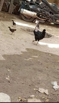 ديج • دجاجة • افراخ • دواجن للبيع • طيور للبيع