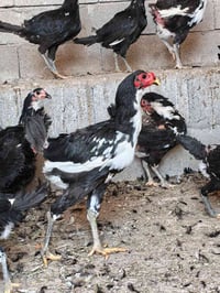 دجاج بوطاني • دجاج • دجاج عيون سود • دجاج للبيع • طيور للبيع
