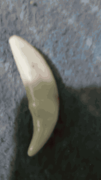 ناب ذئب أصلي ذمه السعر بدون عمله 150مكان الرميثة متواجد على الفيس


**إذا كنت صاحب هذا الإعلان وتريد حذفه لأي سبب، رجاءا أرسل رسالة إلى الدعم الفني**