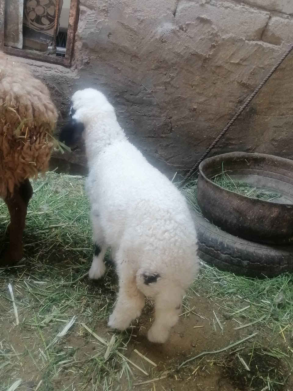 طليه لبيع صاحيه مناسبه ترهم نذر ترهم ذباحه
المكان دوانيه قضاء الشاميه
السعر ١٤٥ بيه مجال بسيط للشراي يخابر بيه خير ويدلل ***********
