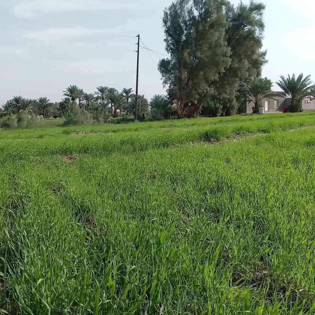 ارض زراعيه للبيع مساحتها 12 دونم ويوجد بها بيتين بناء حديث ويوجد فيها ماء في الصيف والشتاء للزراعه ويوجد بها أكثر من 50 نخله وماره بها اعمده الكهرباء وماء اسأله ومدرسه قريبه ومستوصف وأرض صالحه جدا للزراعه.
عنوانها :- بابل _الحمزه الغربي.
تبعد عن السريع الدولي مايقارب 3 كيلومتر في منطقه الكصيرات  ارض اصلاح زراعي وعن الشارع التبليط الفرعي مايقارب 400 متر الدونم 10 ملايين وبيه مجال . جميع التفاصيل الاخرئ يم صاحب الأرض أرقامه 👇
للاتصال :-***********
ارض زراعيه للبيع مساحتها 12 دونم ويوجد بها بيتين بناء حديث ويوجد فيها ماء في الصيف والشتاء للزراعه ويوجد بها أكثر من 50 نخله وماره بها اعمده الكهرباء وماء اسأله ومدرسه قريبه ومستوصف وأرض صالحه جدا للزراعه.
