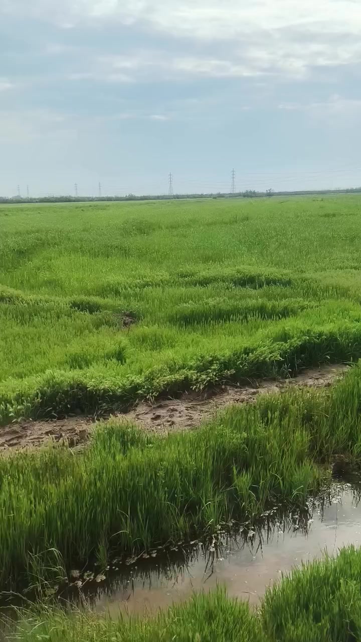 شروه دغل اللبيع 11دونم بالبدريه الثانيه ***********
