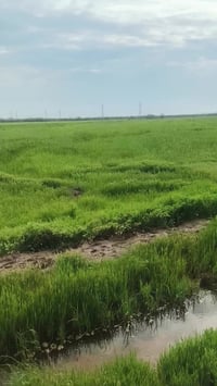 ١١دونم • البدريه الثانية • للبيع