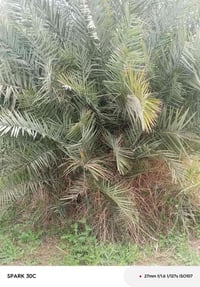 فسائل شويثي • حوض كامل • قلعه السكر