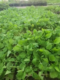 فلفل حار • طماطه • توصيل الديوانيه