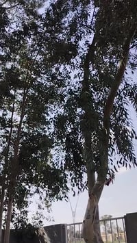 سيفان • موديل ٢٥ • كفاله