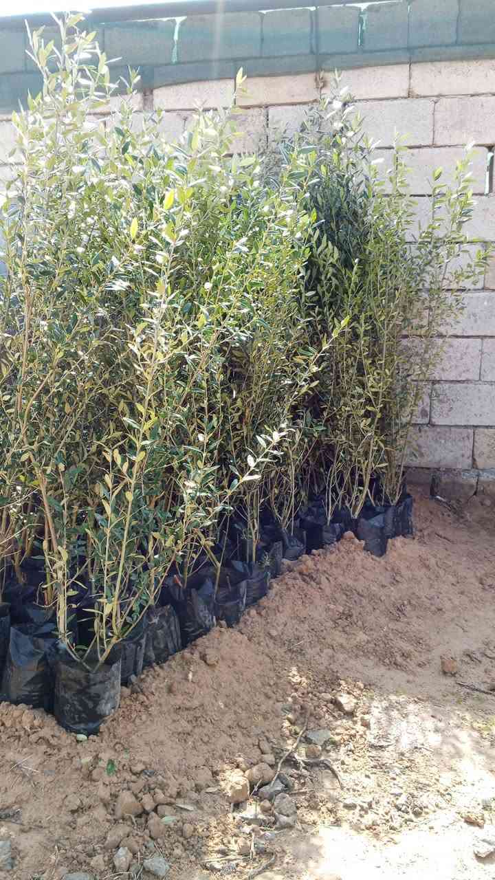 السلام عليكم ورحمة الله وبركاتة
تم وصول وجبه جديده من 

الوࢪد الجوري 

وزيتون الخستاوي 

و.كالبتوس 

ولثيل الهندي 

ورد دفله 

العنون قضاء الشرقاط السگتيه مقابيل قاعه دريم ستيي 

للستفسار اتصل عله هاذه الرقم ***********

وحياكم الله الجميـ؏

الكل
