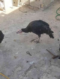 نجف • ديج أبيض • زوج طيور