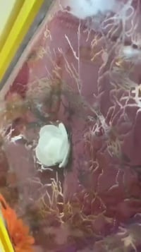 غرفه نوم عراقيه حطاطه تصميم 🇹🇷 تركي السعر 800 وبي مجال الاتصال  للاستف...