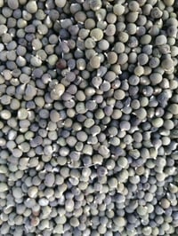 حب باميه بذور چف الطير شرط للبيع الشراي يتصل 07716912430 ونطي بي شرط ح...