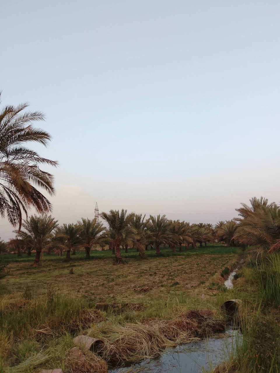 🏡 فرصة مميزة للبيع في المسيب 🏡
تتوفر قطع أراضٍ للبيع خلف الصناعة وقرب محطة الغسيل، بموقع مناسب للسكن والاستثمار.

✅ مساحات متنوعة تبدأ من 1000 متر فما فوق. ✅ مخدومة بالكهرباء. ✅ مؤسّسة ومزروعة نخل. ✅ موقع هادئ وقريب من الخدمات.

📞 للتواصل والاستفسار: محمد الشمري *********** متوفر على واتساب.
