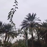 موتور • ٤ كير • قابل للتفاوض