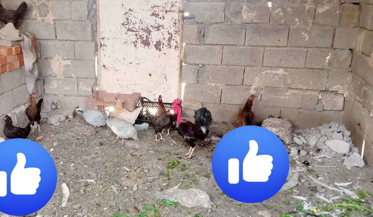 متاح دجاج ثمانيه مع ديك ابو رقيبه مع شيني اثنين مع وز العدد 6 المكان ديالى السعديه رقم***********
