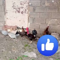ديالى السعديه • دجاج ٨ • وز ٦