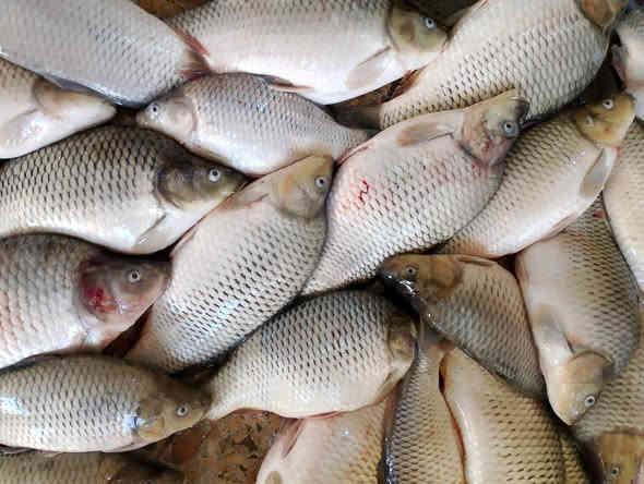 كارب وسط الوزن كيلو ونص سعر الكيلو ب 4 الاف يوجد خدمة توصيل ***********
