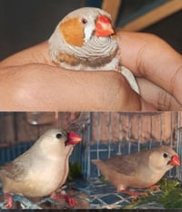 زوج فناجس • انثية • فاون