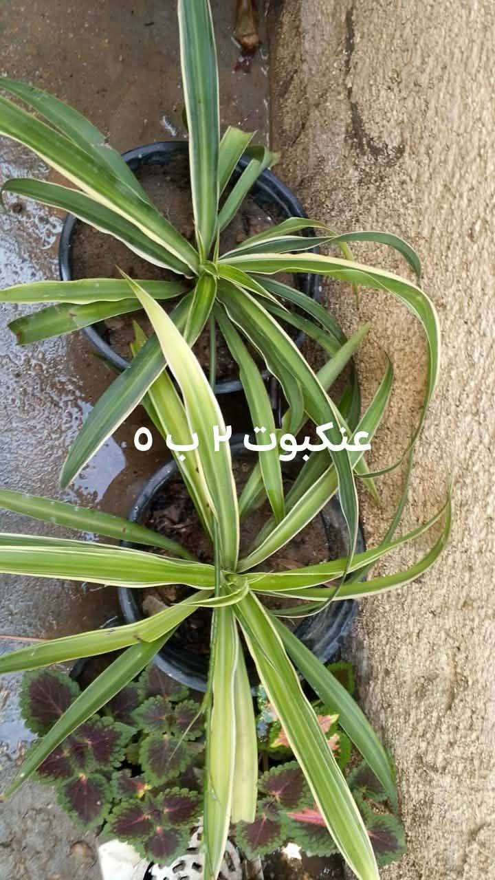 السلام عليكم زبائن الكرام اتوفر نباتات خارجيه للبيع يوجد توصيل داخل بغداد بعض المناطق ♥️🌿🌿🌿🌿🌿🍀🌹🌿🌿🚘🚘🚘🚘


**إذا كنت صاحب هذا الإعلان وتريد حذفه لأي سبب، رجاءا أرسل رسالة إلى الدعم الفني**