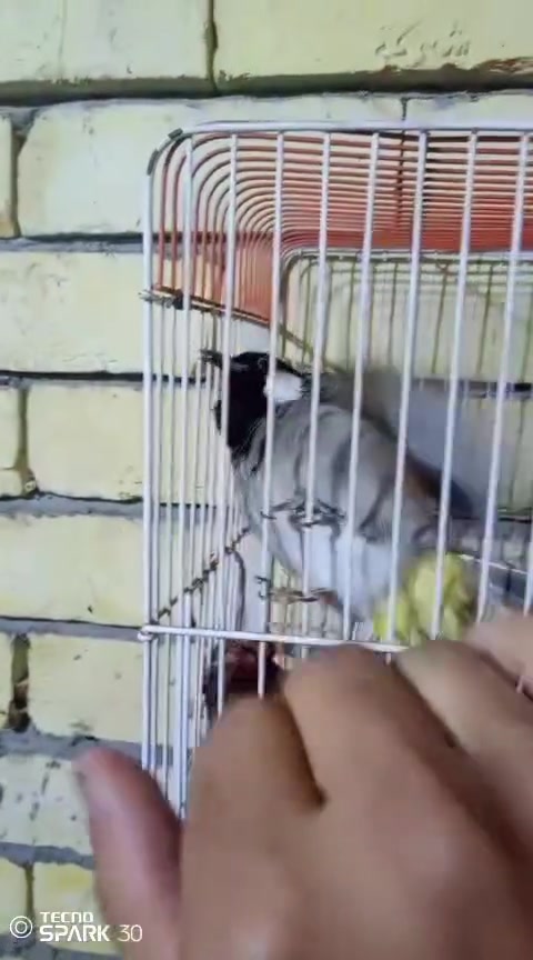 بلابل للبيع اليف وطور فحل مكان الشعب


**إذا كنت صاحب هذا الإعلان وتريد حذفه لأي سبب، رجاءا أرسل رسالة إلى الدعم الفني**