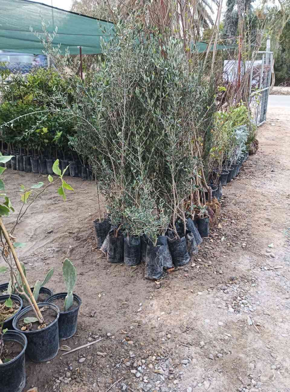 مساء الورد عليكم تحياتي للجميع 🌺
اليوم وصلت وجبه جديده جميع انواع الاشجار🌺

 اهلاً وسهلا  بيكم مشتل يم المام بكر عليه السلام بابل

مشتل نور المرتضى رقم الهاتف بيه واتساب راسلوني وتداللون

***********
