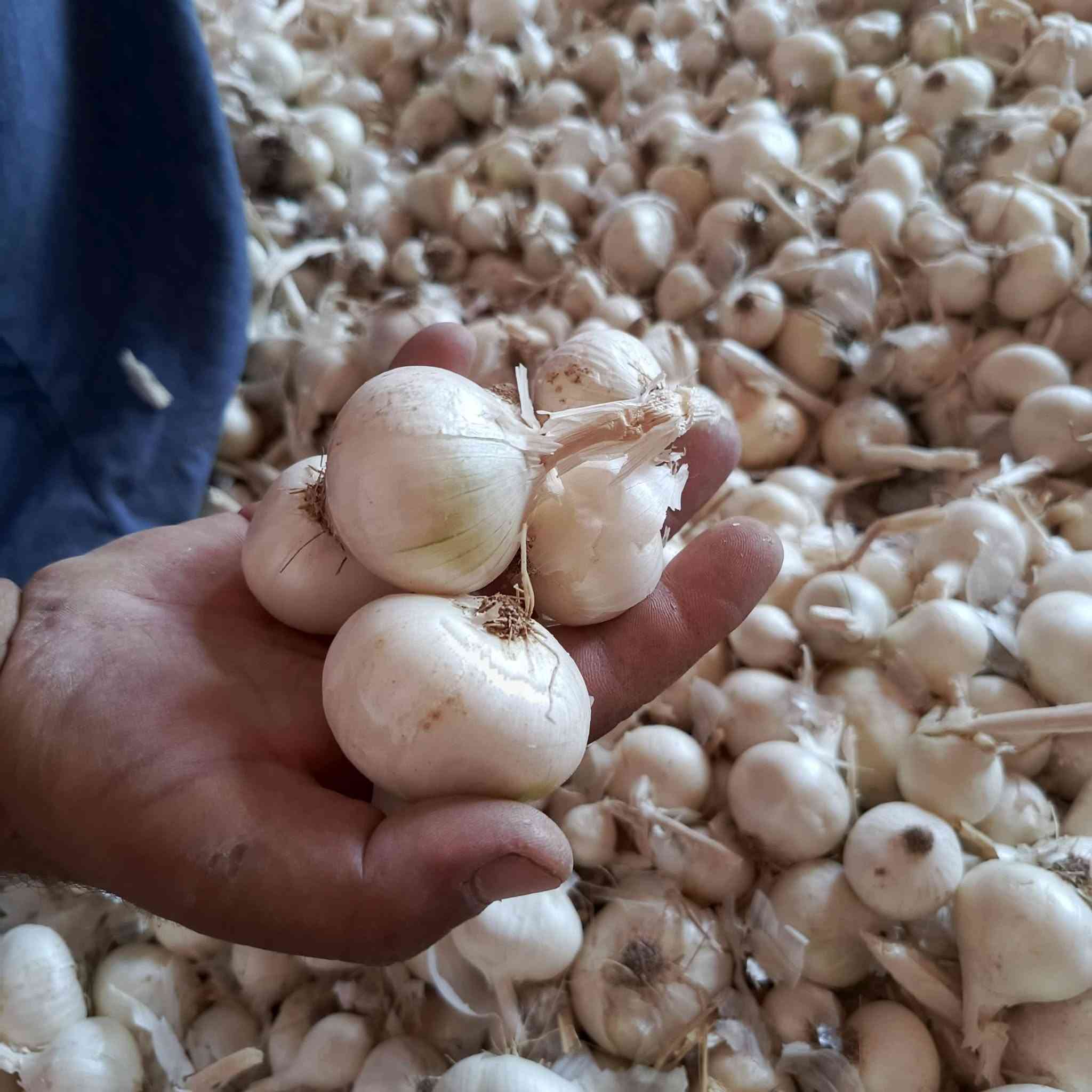 بصل للبيع عريب حار مكفول عام .. واسط 
***********
