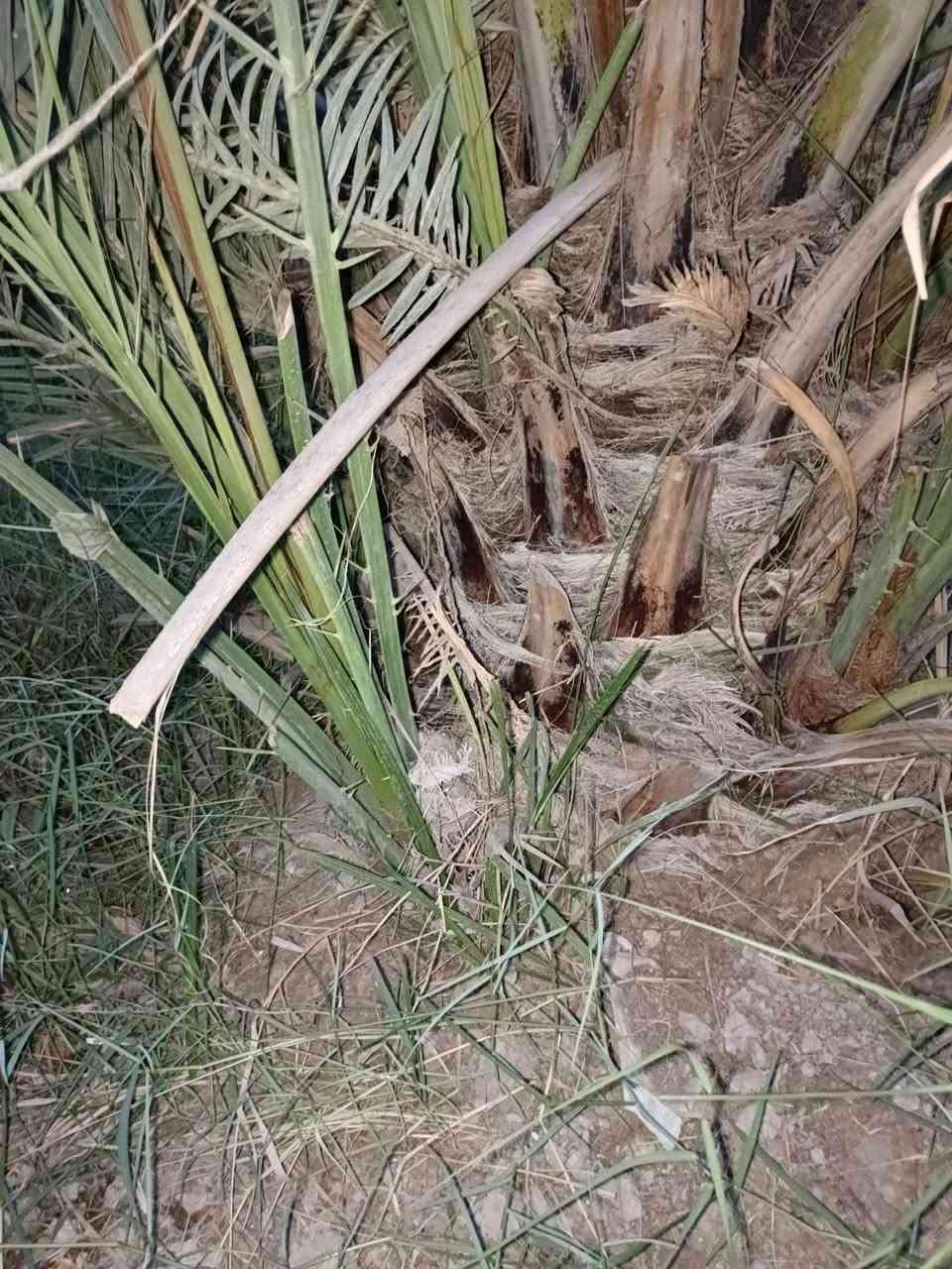 سوق الشيوخ الحكيكه  بنت سوده +وكنطاره سعر فسيله 15 ***********
