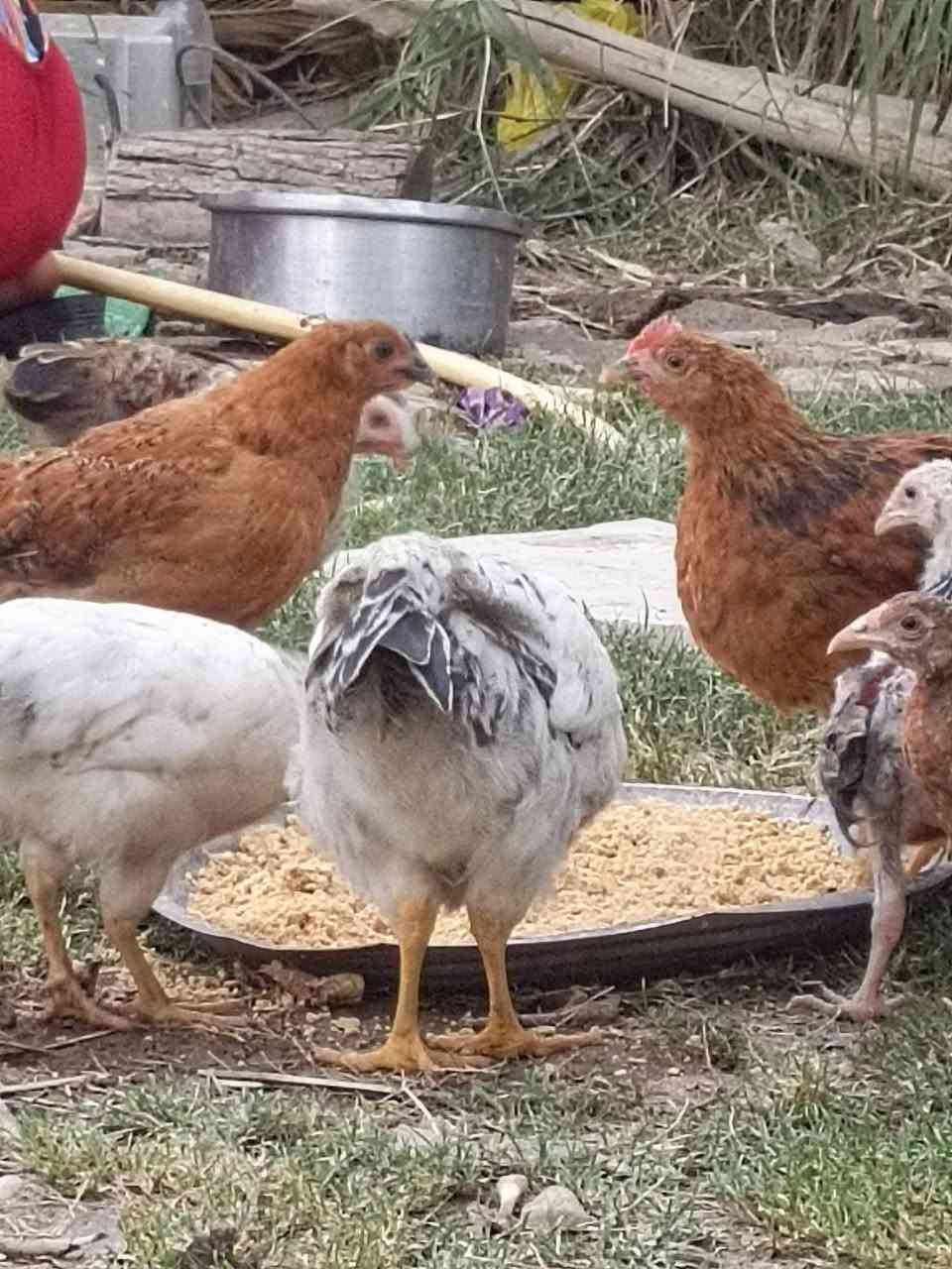 البيع ديج هراتي وفراريج 
***********
