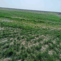 الفجر/العكره • ٣٥دونم • أرض زراعية